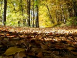 Sopot wnioskuje o utworzenie rezerwatu przyrody „Lasy Sopockie”