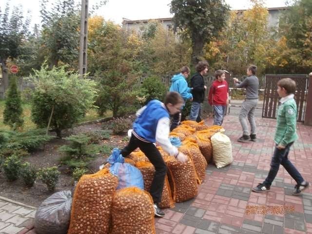 Wzięli udział w akcji &quot;Kasztanobranie 2012&quot;.