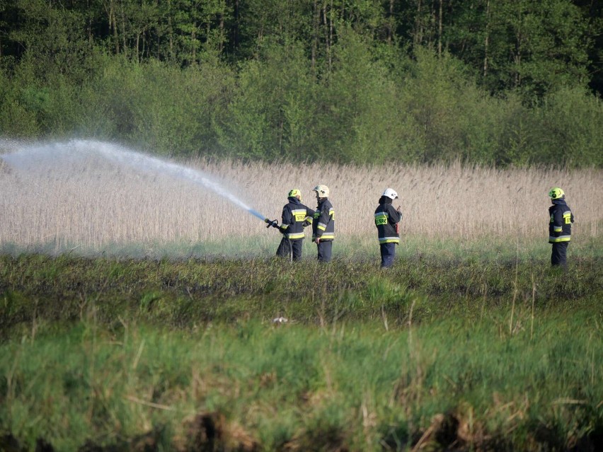 Pożar łąk w Skokach! Z ogniem walczyło kilkanaście zastępów straży pożarnej. Co było przyczyną pożaru?