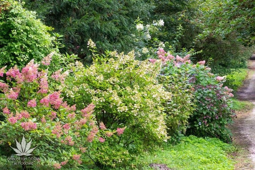 W rogowskim arboretum kwitną hortensje i lilie wodne