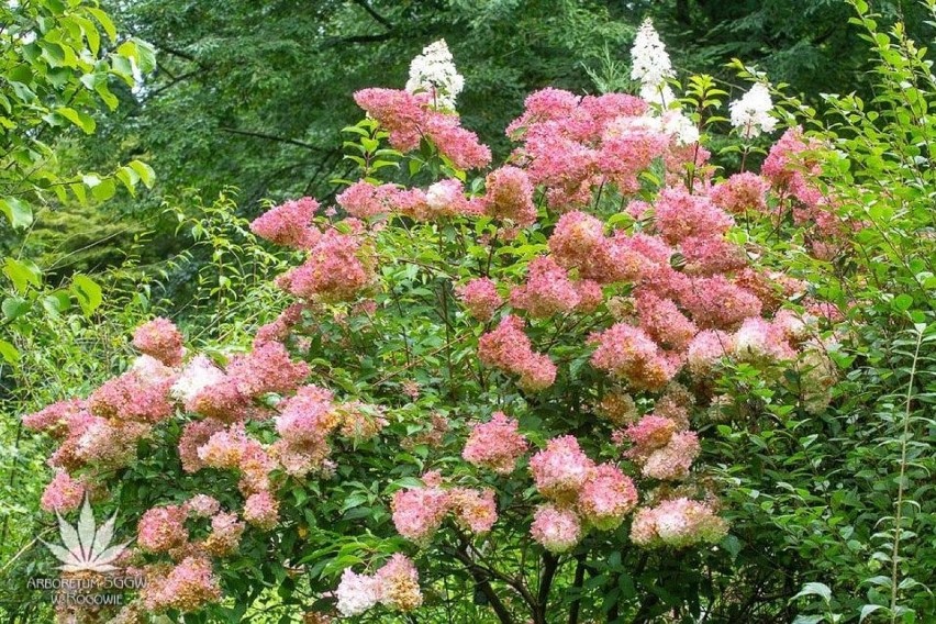 W rogowskim arboretum kwitną hortensje i lilie wodne