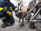 Gmina Gniezno. Strażacy z Modliszewa uratowali psa
