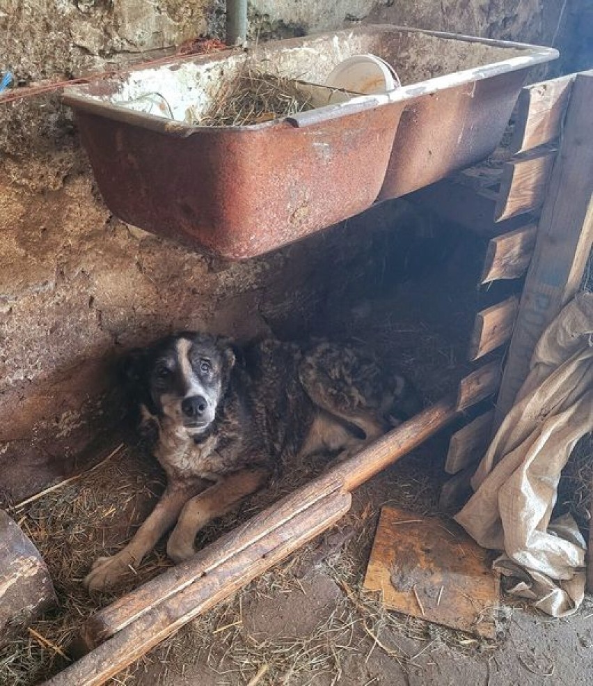 "Biłam kiedy zasłużył". Help Animals interweniowało w podkaliskiej wsi. ZDJĘCIA