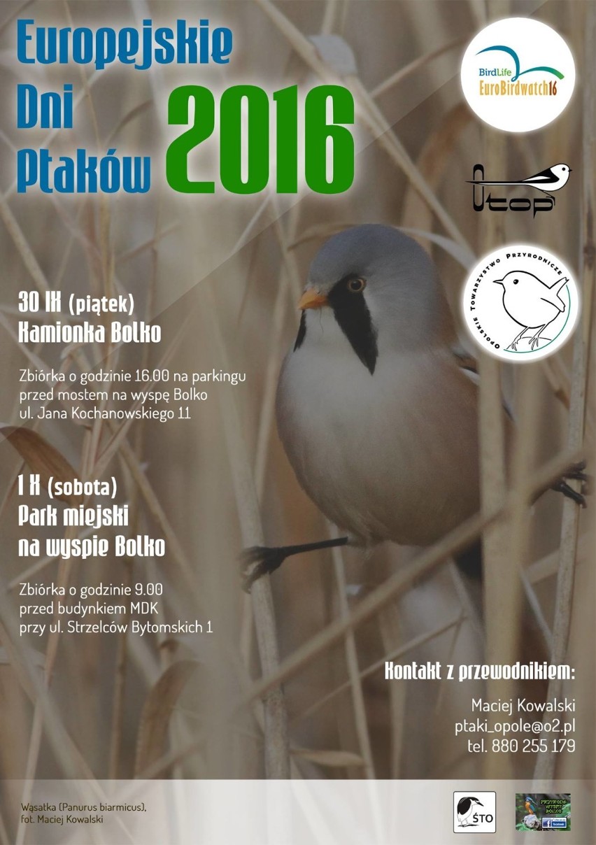 Europejskie Dni Ptaków w Opolu. Na wycieczce poznasz tajniki ptasich migracji 