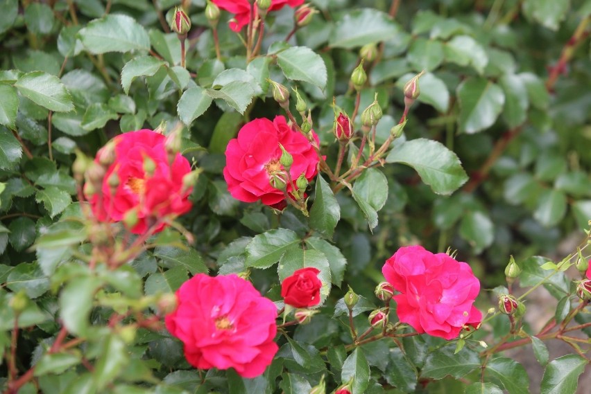 W Rosarium Parku Śląskiego zakwitły róże. Jest tu...