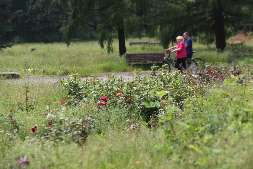 W Rosarium Parku Śląskiego zakwitły róże. Jest tu...