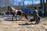 Długi majowy weekend to przede wszystkim zabawa w Ostrzycach z muzyką, końmi, kabaretem