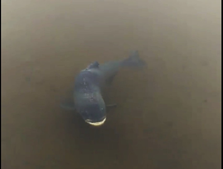 Duża tołpyga w Jeziorze Sławskim. Została nagrana przy brzegu w okolicy Pensjonatu Słoneczko. Mamy film!