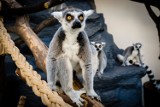 W wałbrzyskiej Palmiarni mieszka  już 10 lemurów, które przyjechały z ZOO w Czechach (ZDJĘCIA)