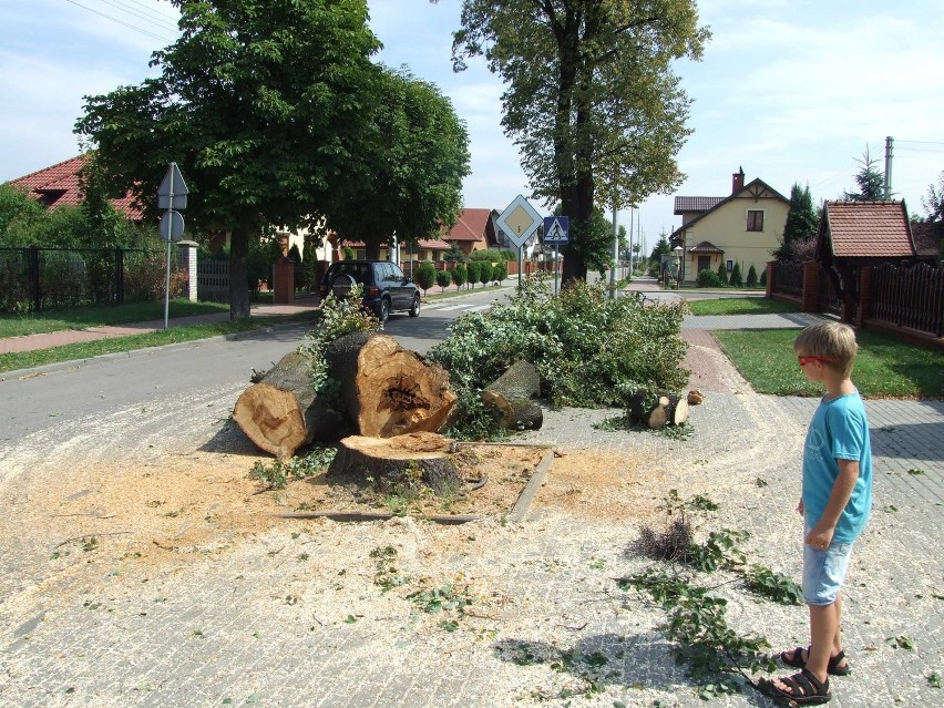 Wieluń: Awantura o ścięte drzewa