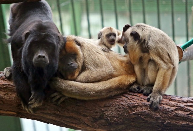 Oto 10 najciekawszych miejsc we wrocławskim zoo. Na zwiedzanie ogrodu zoologicznego we Wrocławiu można by przeznaczyć cały dzień, a być może nawet i dwa, ale są miejsca, których po prostu nie można pominąć. Oprócz tych, które opisujemy w naszej galerii, warto polecić jeszcze inne, mniej zoologiczne atrakcje zoo, czyli pawilon polarny (multimedialny pawilon z informacjami dotyczącymi ochrony klimatu polarnego) oraz starą część zoo (niektóre gatunki drzew mają więcej niż 153 lata). Zobaczcie, jakie miejsca we wrocławskim zoo trzeba zobaczyć. Oto one (zapraszamy do przejrzenia naszej galerii - wszystkie szczegółowe informacje w opisach pod zdjęciami).