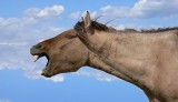 Gmina Kamieńsk: Bezpański koń narobił szkód