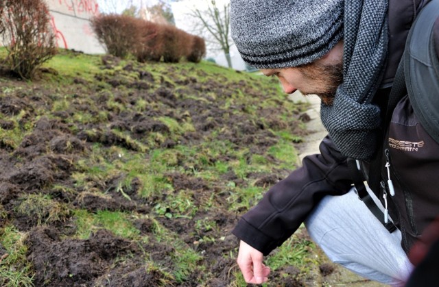 Dziki bez skrupułów żerują po zielonogórskich osiedlach. Systematycznie na os. Pomorskim niszczone są tereny zielone. Są miejsca, gdzie trawniki są niemal w całości rozkopane. Ludzie boją się wychodzić z domów.