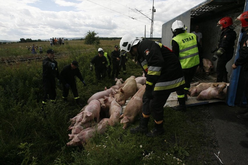 Wypadek ciężarówki ze świniami na trasie Legnica - Złotoryja (ZDJĘCIA)