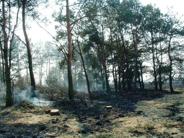 - Wypalanie traw zabija ludzi, zwierzęta, środowisko - apeluje KP PSP w Słupcy