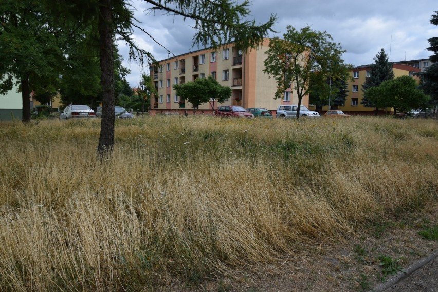 Chaszcze na osiedlu przy ulicy Piastowskiej w Międzyrzeczu