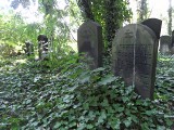 Cmentarze żydowskie w Gliwicach. Zwiedzanie nekropolii [ZDJĘCIA]