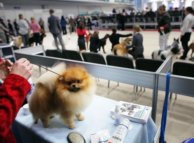 MTP - Ponad 5,5 tys. psów z 26 krajów odwiedziło Poznań. ZOBACZ ZDJĘCIA I FILM