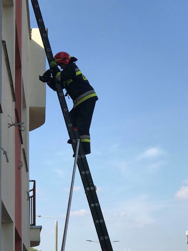 Do zdarzenia doszło w poniedziałek (10 września) około godziny 15. Jedna z bydgoszczanek w drodze do pracy zauważyła ptaka, który był uwięziony w otworze wentylacyjnym budynku przy Wyzwolenia 109. Na murze widać było krew. 

Paula Franz zadzwoniła po straż pożarną. - Przyszłam do pracy, a koleżanka mówi: Zobacz wbił się biedak (ptak), 2 godziny temu w budynek (ruszał skrzydłami). Zadzwoniłam na straż pożarna i nie minęło 10 minut jak przyjechali! Może to tylko ptak, ale ile cierpienia. Więc duże brawa, bo wszystko odbyło się bardzo szybko i sprawnie. Ptaszek zabrany do weterynarza - czytamy w jej relacji na facebookowej grupie Bydgoszczanie.  

Niezawodni strażacy po kilku minutach byli już na miejscu. - Otrzymaliśmy zgłoszenie od pani, która mówiła, że ptak wbił się w elewację i jest uwięziony - mówi dyżurny strażaków. - Na ulicę Wyzwolenia został wysłany jeden zastęp. 

Zwierzę udało się uwolnić. - Jest ranne, ale żyje - dodaje strażak. - Zostało przewiezione do naszej remizy, gdzie czeka na przyjazd weterynarza. 


FLESZ: Autostrady, bramki, systemy płatności - jak ominąć korki?

