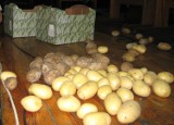 Ministerstwo pomoże uprawiającym ziemniaki?