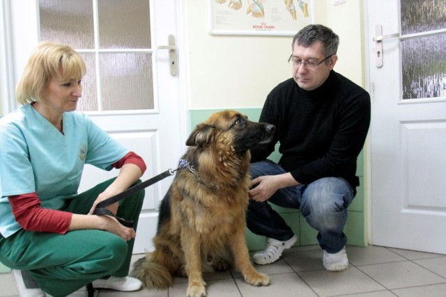 Rusza darmowa sterylizacja psów i kotów w Warszawie
