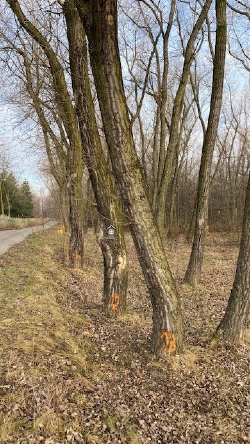 Drzewa oznaczone do wycinki w Lasku Alfreda