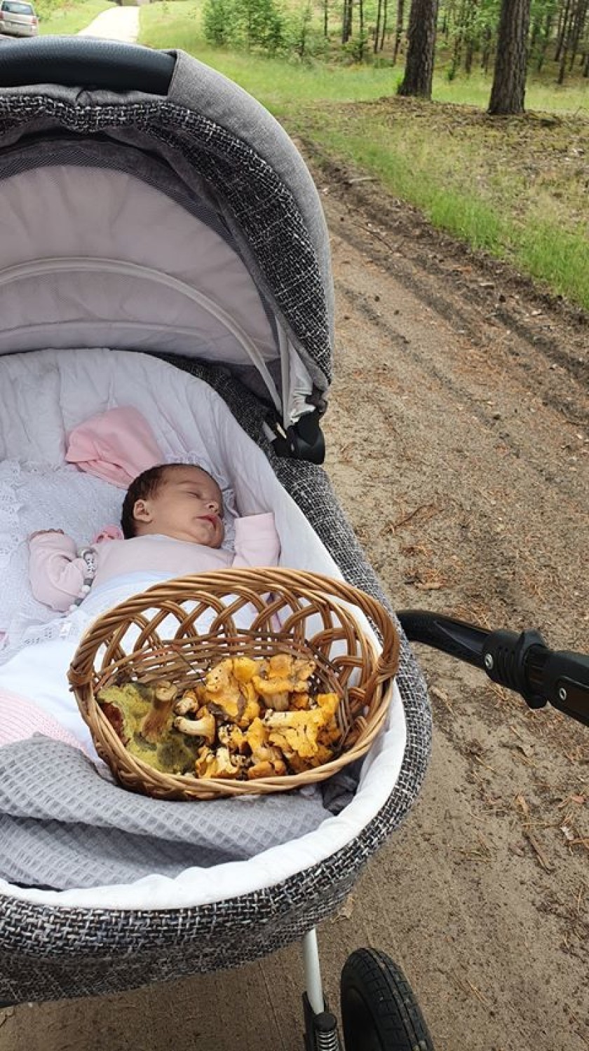 W Puszczy Noteckiej pojawiły się już grzyby. Informują nas o...