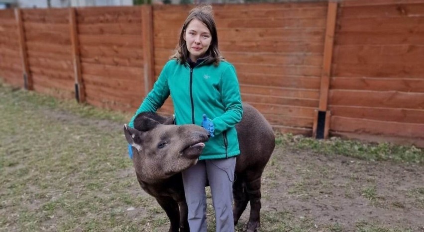 Spa dla egzotycznych zwierząt w Zoo Borysew koło Poddębic. Fizjoterapia pomaga im w regeneracji po kontuzji i zapewnia relaks ZDJĘCIA