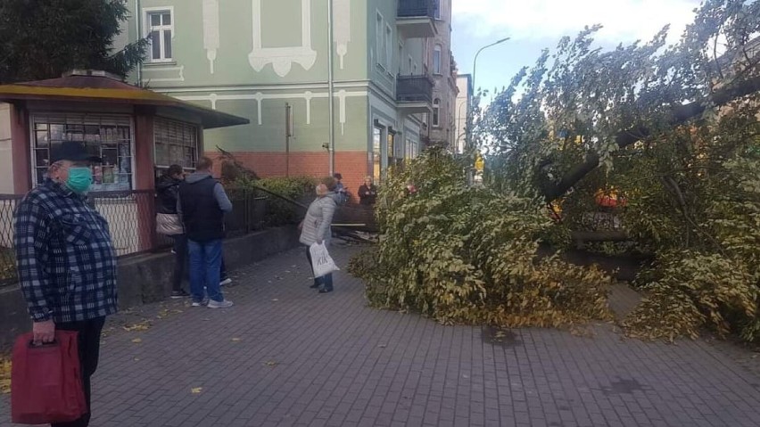 W Wałbrzychu na Białym Kamieniu potężne drzewo runęło na...