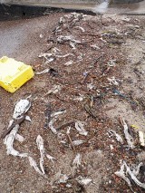 Martwe ryby na bałtyckich plażach. Efekt unijnych ograniczeń połowu?