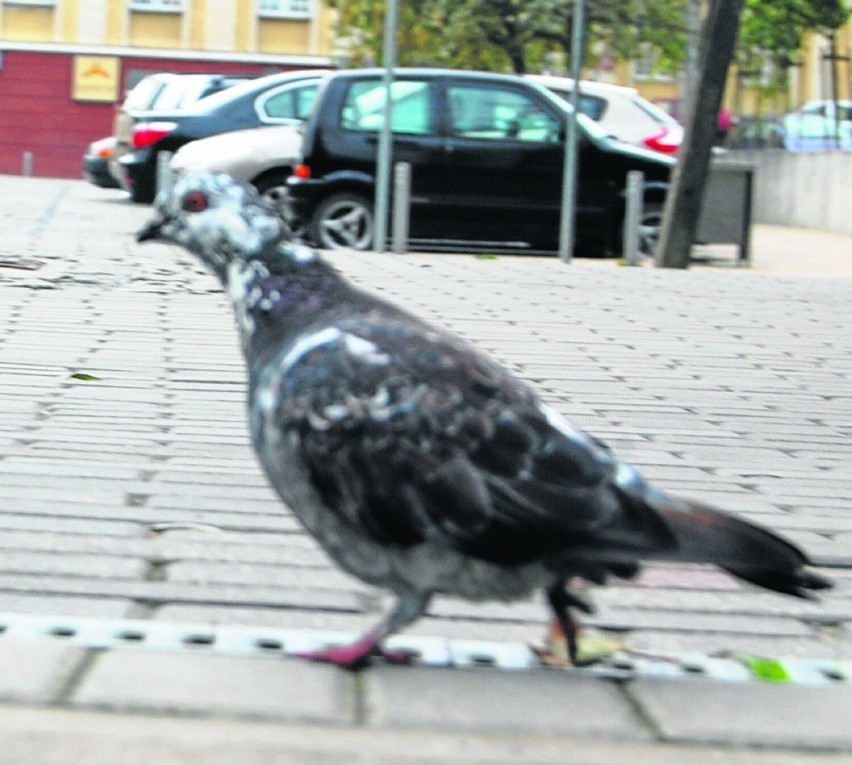 Martwe gołębie znów padają na ulice Pruszcza – zgłasza czytelniczka