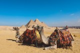Wakacje w Egipcie bez jazdy na wielbłądach. Popularna atrakcja ma zostać zlikwidowana jeszcze przed wakacjami 2023