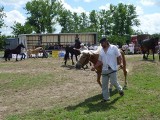 Margonin: Powiatowa wystawa koni, konkurs skoków i powożenia [ZDJĘCIA]