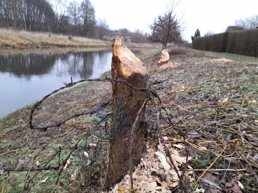 Ślady działalności bobrów są w okolicach Goleniowa doskonale...