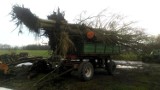Gmina Wielichowo: Ukradł 9 drzew rosnących przy rowach! Grozi mu kara nawet do 5 lat pozbawienia wolności