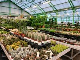 Piękne i wyszukane rośliny doniczkowe dostępne w Centrum Ogrodniczym Lilia w Wieluniu