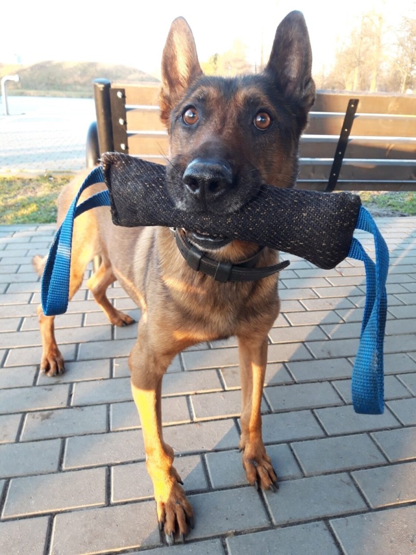 Pies policyjny z komendy w Rypinie przeszedł na emeryturę. Zobacz zdjęcia