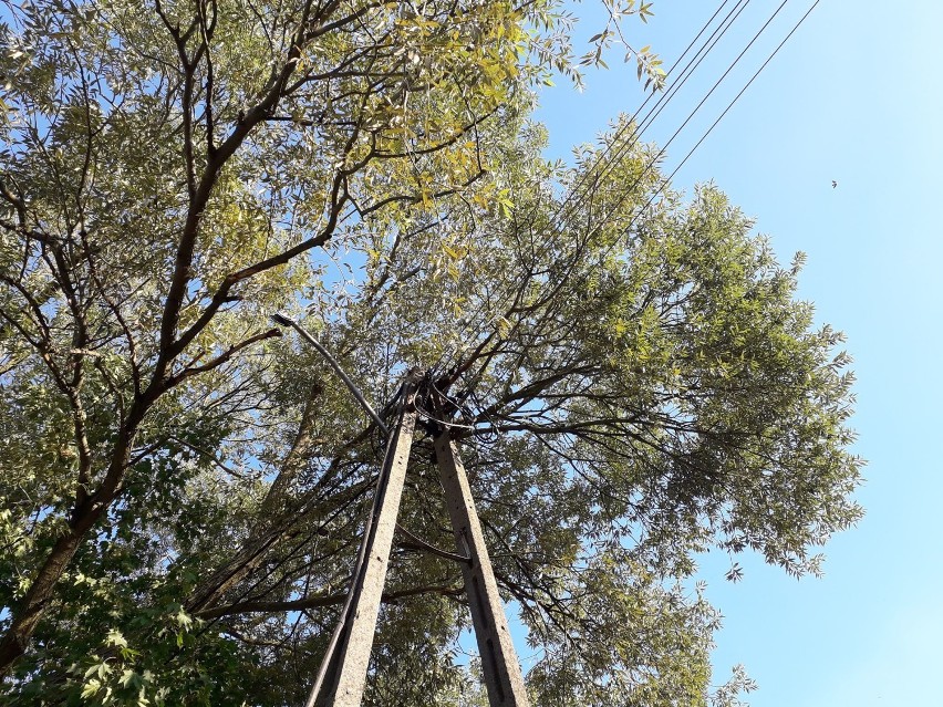 Park Zamkowy. Jest niebezpiecznie. Konary drzew, uszkodzone przez wichurę, wiszą na liniach energetycznych. Jeden spadł niszcząc lampę