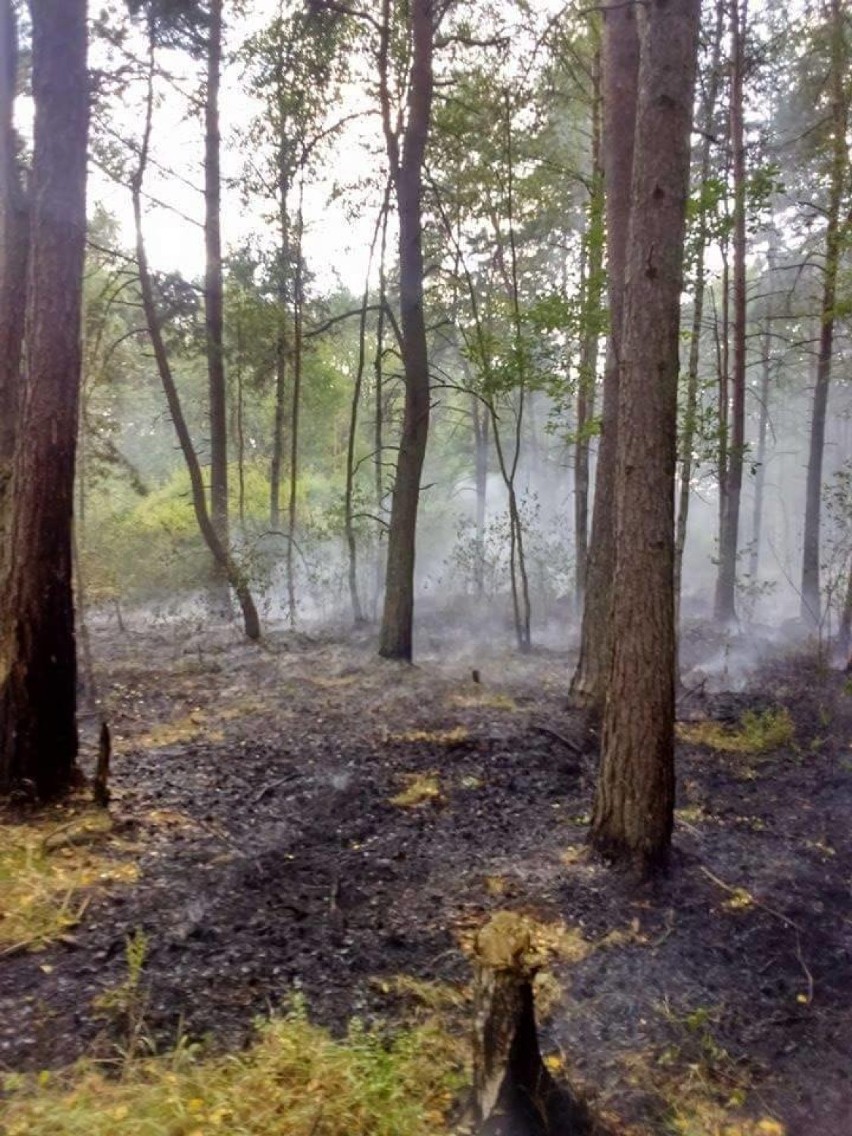 Myszków: pożar poszycia leśnego przy Jaworznickiej. Strażacy walczyli z ogniem przez trzy godziny