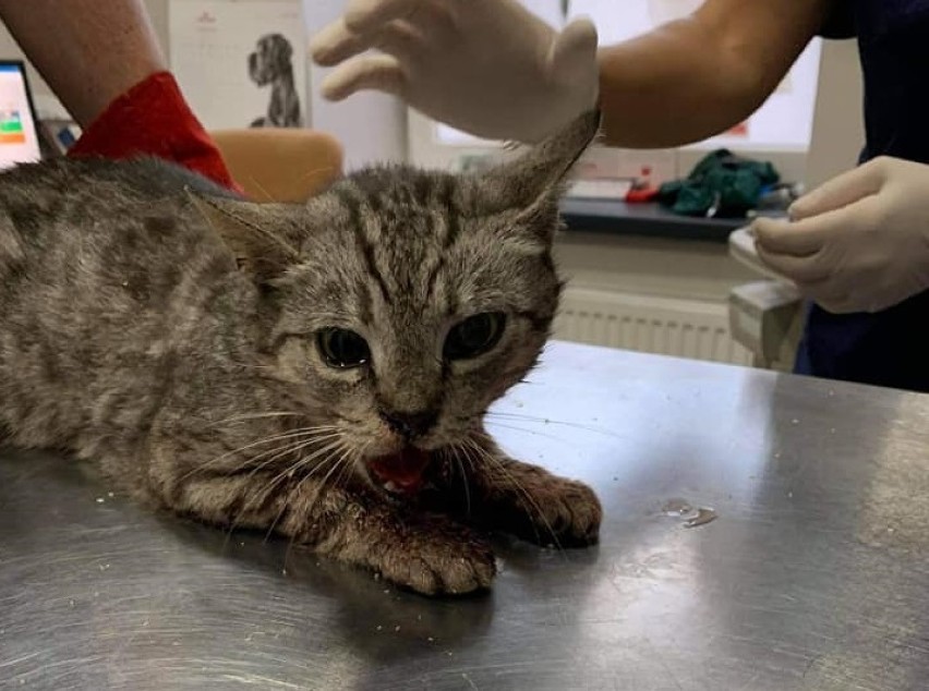 Potrącono kotkę w Jejkowicach i zostawiono na poboczu na pewną śmierć