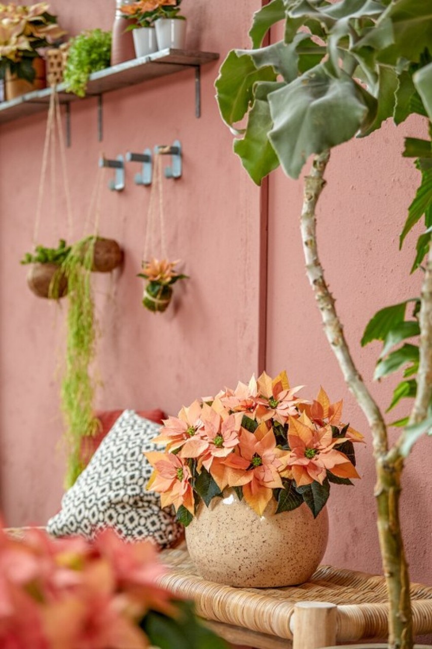 Użyj kolorów, aby pokonać jesienną chandrę. Różowe poinsecje tworzą ciepło i przytulność