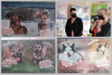 Tak wyglądają zwierzęta do adopcji - wystawa zdjęć psów i kotów ze schroniska w Teatrze we Włocławku [zdjęcia]