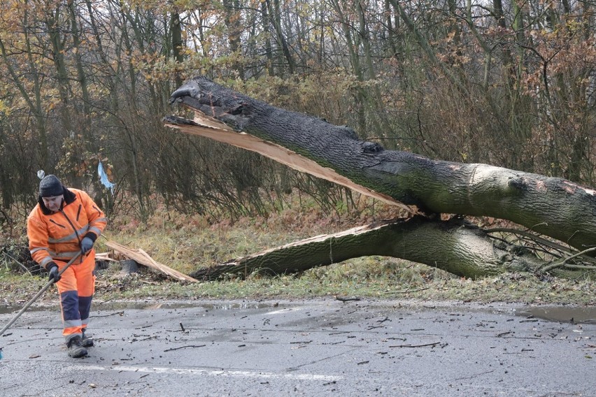 Od wycinki drzew rozpoczął się remont ulicy Złotoryjskiej w Legnicy, zobaczcie zdjęcia