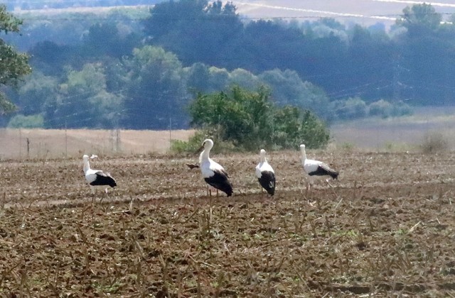 Bociani sejmik tuż za Legnicą, zbliża się jesień!