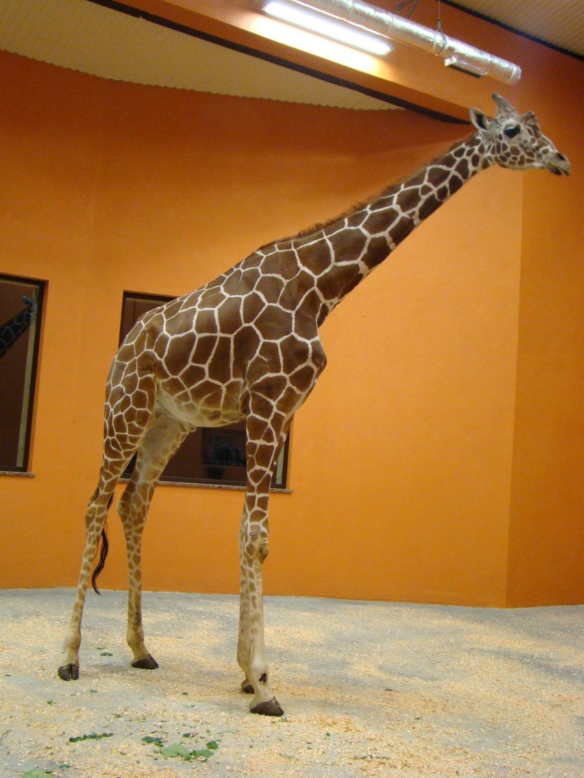 Żyrafa Ulembo jest już w śląskim zoo.