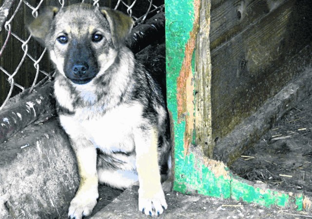 Bezpańskie zwierzęta - w Sieradzu psy trafiają do punktu w komunalce, potem do schroniska w Wojtyszkach