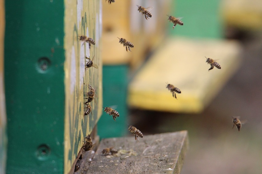 Marta Konek: Pszczoły zmieniają moje patrzenie na świat! Ten świat opisała w książce...