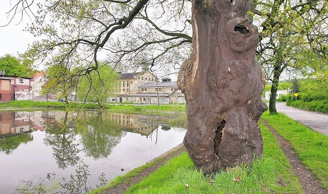 Niebawem po dębie Chwalibóg, liczącym około 300 lat, pozostaną tylko archiwalne zdjęcia