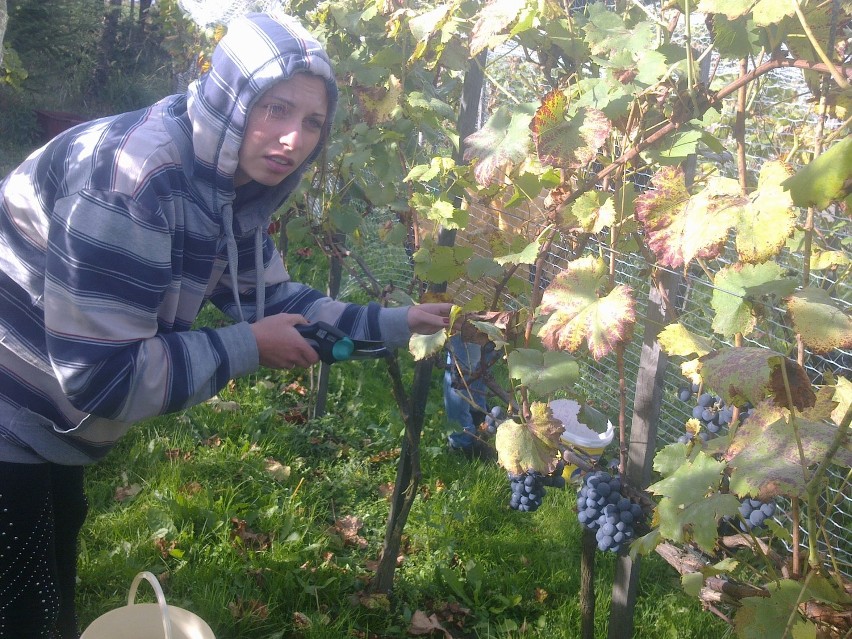 Wino o nazwie Borynia czeka na akcyzę ZDJĘCIA