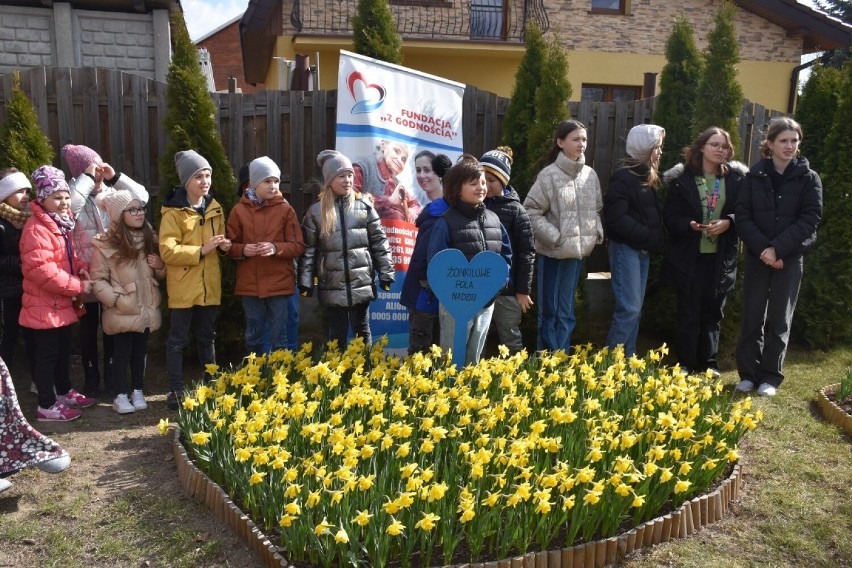 Fundacja „Z godnością”. Zakwitły żonkilowe pola nadziei. ZDJĘCIA